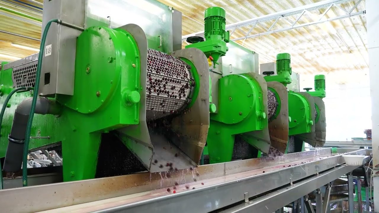 Cherry destemming and pitting processing line