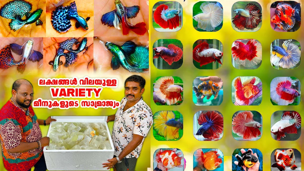 കേരളം ഭരിക്കാൻ പോകുന്ന പുതിയ ഗപ്പികൾ ദേ ഇവിടെ വന്നിട്ടുണ്ട്😳🔥|Guppy|Fish|guppy farm|cube aquatics