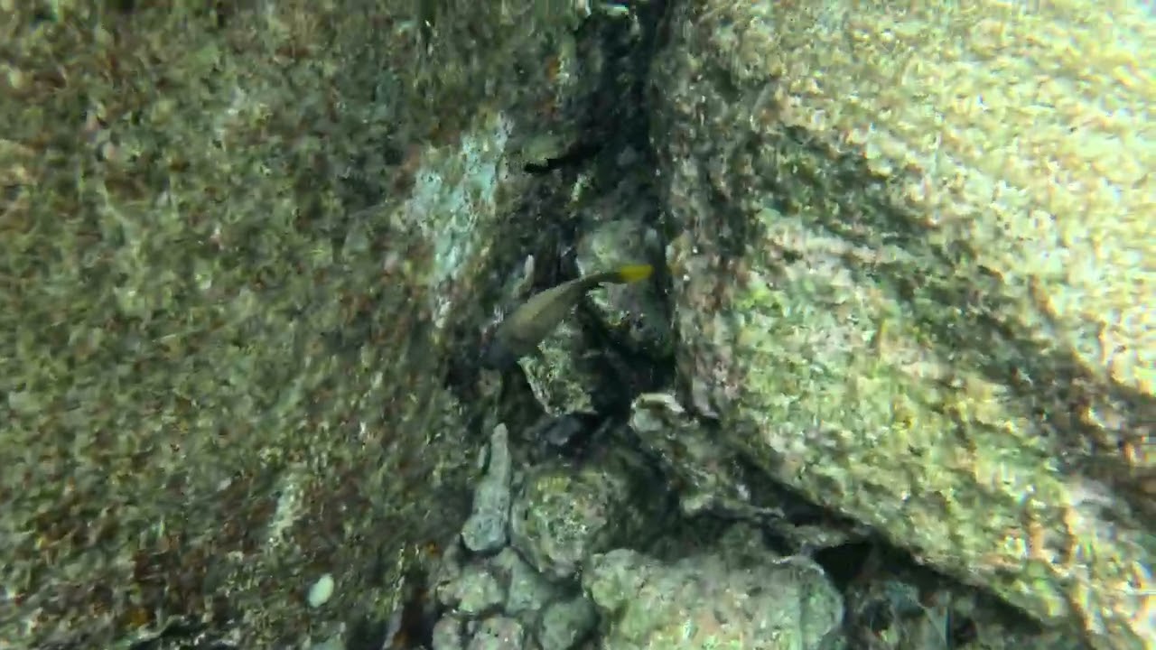 Snorkelen op Bonaire bij Bari Reef, het begin van de snorkeltocht