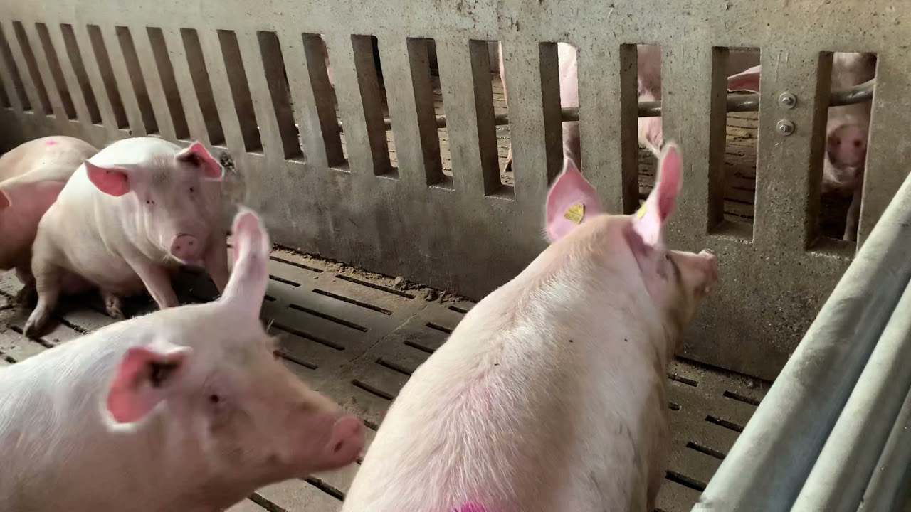 QUAND UTILISER LES CAGES EN ELEVAGE DE PORC?