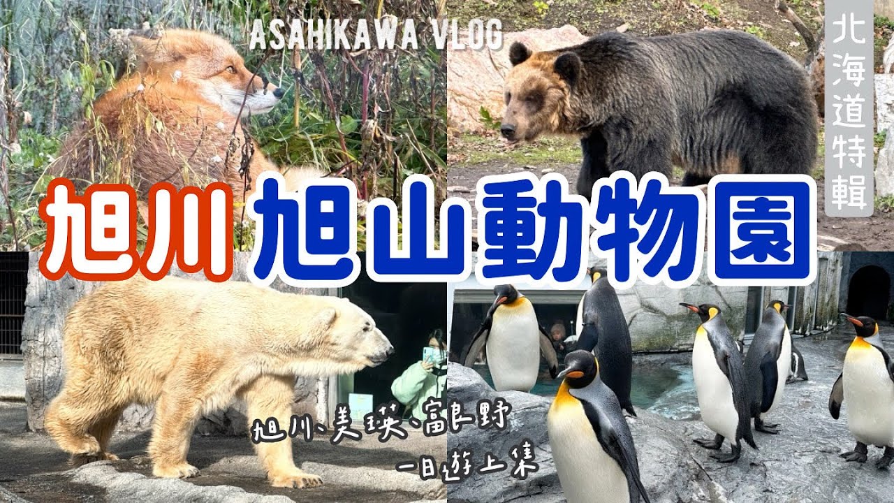 北海道🇯🇵EP9旭川｜旭山動物園一日遊，企鵝🐧北極熊🐻‍❄️海豹🦭棕熊🐻太療癒！｜Asahikawa Vlog