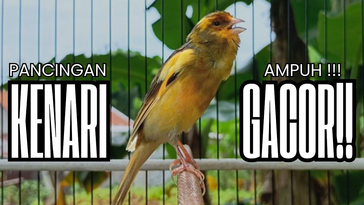 Pancingan Kenari GACOR panjang untuk Masteran Kenari PAUD & agar Kenari diam agar bunyi & gacor