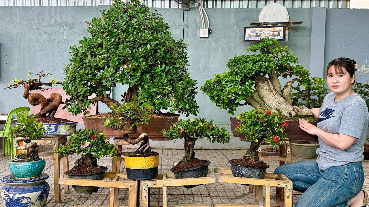 Giảm Lời đi nhanh: Mai CT, Linh Sam, Da Nhật, Nguyệt Duối Me Ổi Trang Si - 4/2 Thúy An