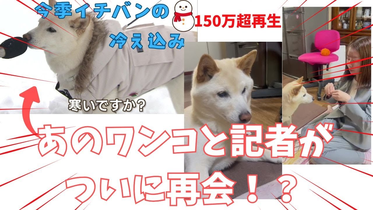 再生回数154万回超！あの｢バズり犬」と記者が再会！多彩な芸を披露