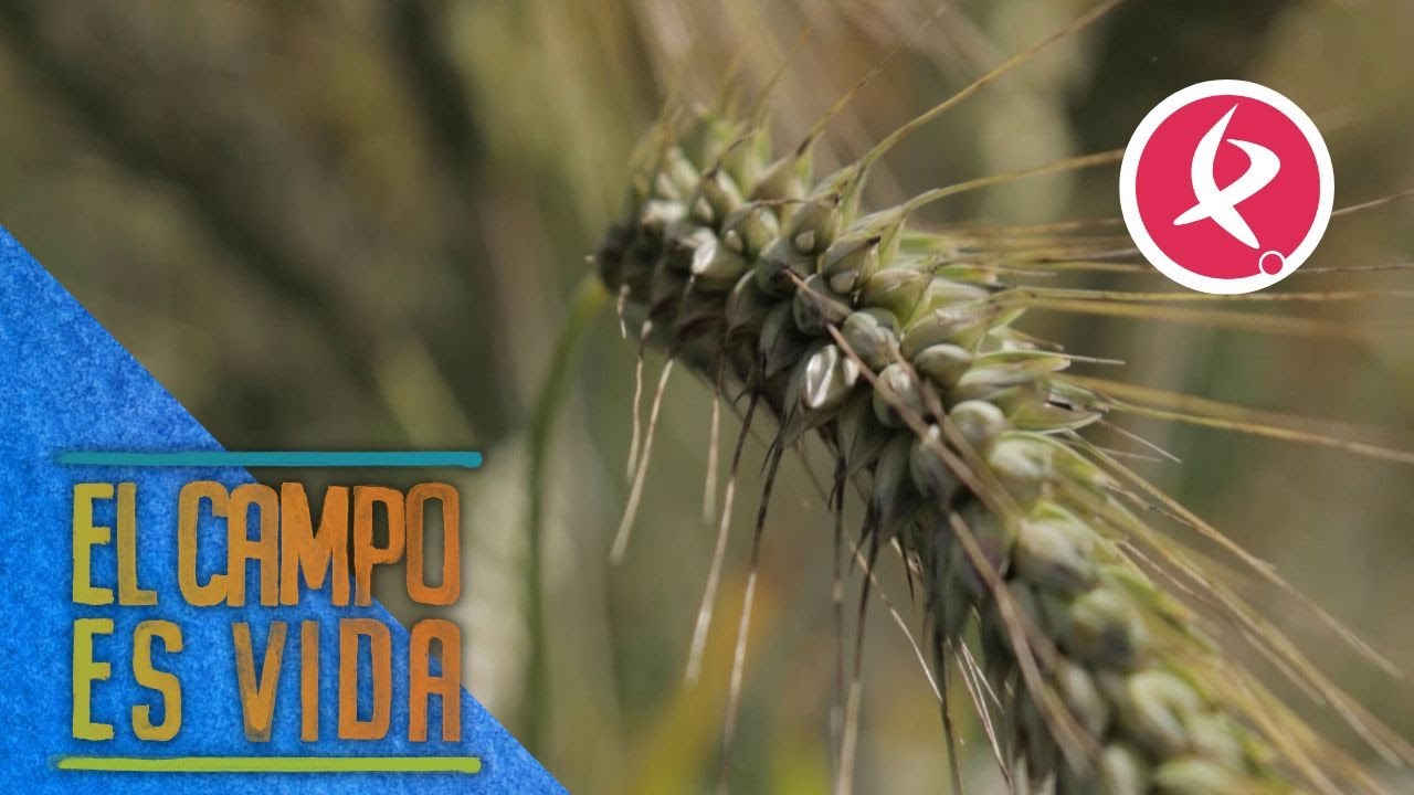 La finca de Los Mellis se viste de cereal | El campo es vida
