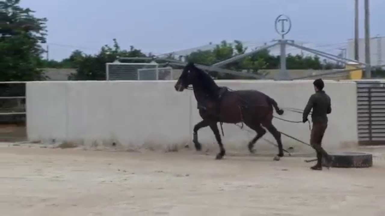 Iniciando al enganche a ALTANERO GEMA de YEGUADA LA TROYETA