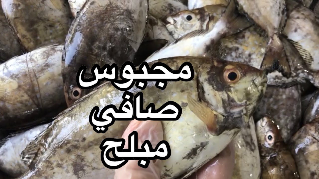 مجبوس صافي مبلح شيف أمينة