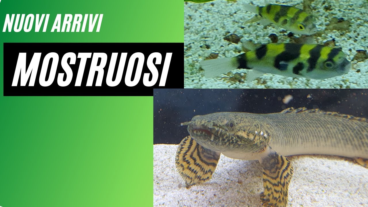 Nuovo arrivo di PESCI d'acqua DOLCE 💚🐠💚
