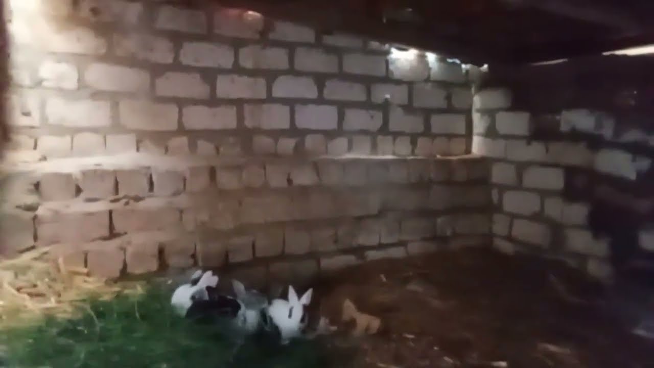 جوله مع الارانب الصغيره 🐇🐰