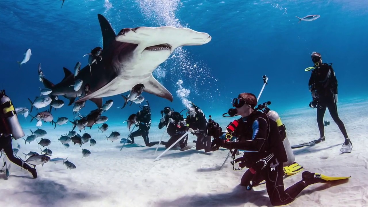 Great Hammerhead Shark Feed with Neal Watson Bimini