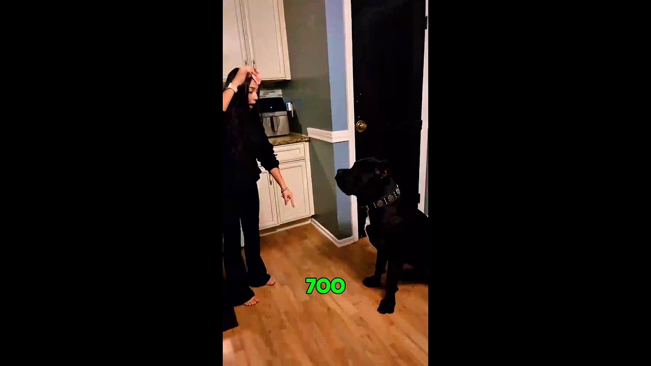 Number One 4 Dangerous Dogs 🔥 #shortsfeed #shorts #Youtubeshorts #dog #DangerousDogs
