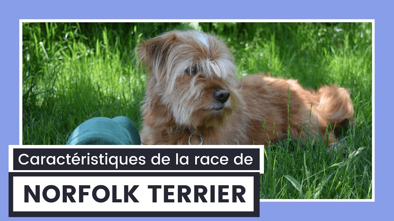 Caractéristiques De La Race De Norfolk Terrier 🐾