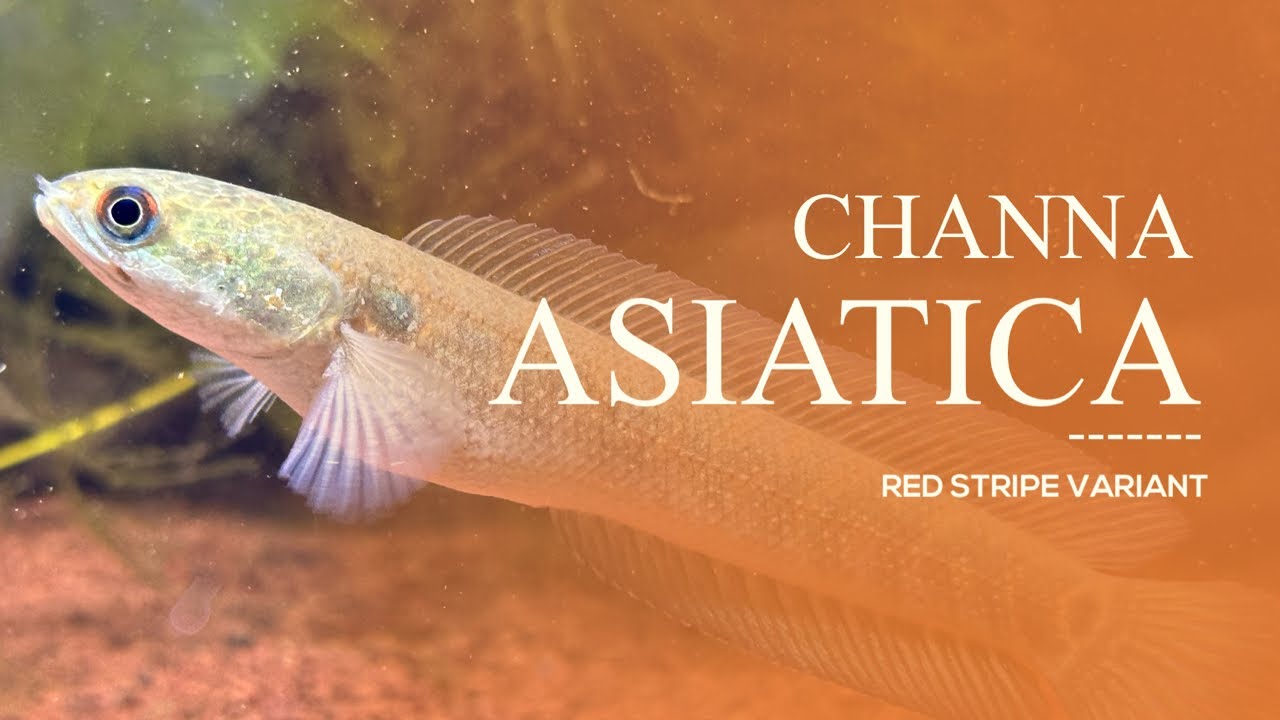 Channa Asiatica : Red Stripe Variant
