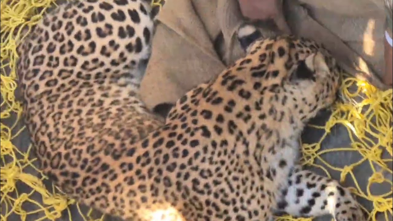 The Forest Department rescued a ferocious leopard that had entered a house in Chuinadhar, Sangrah. 