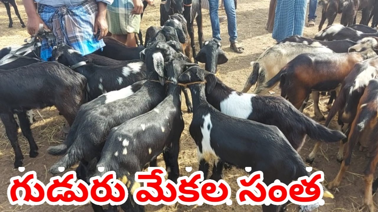Gudur goats sheep market FRIDAY