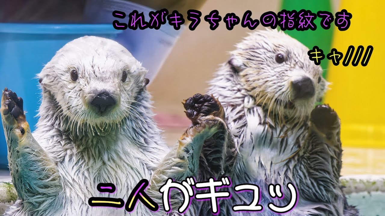 【鳥羽水族館】二人がギュっ【ラッコ】【Seaotter】