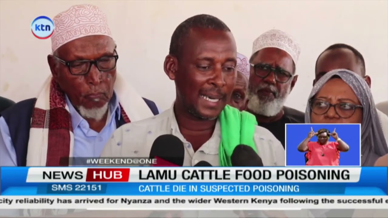 Over 50 cattle die in suspected poisoning incident in Witu, Lamu County