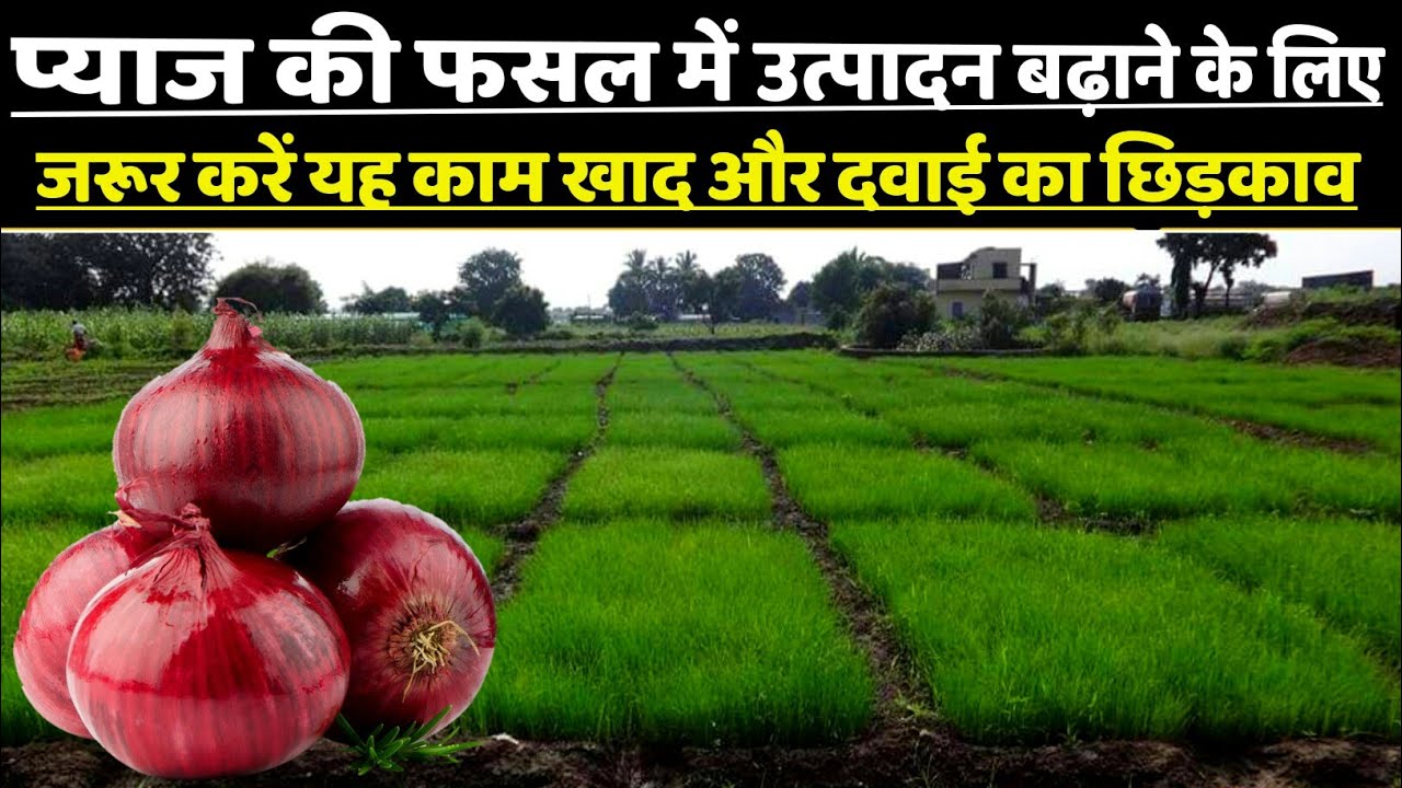Pyaj ki kheti | प्याज की खेती | onion farming | pyaj ki kheti kaise Kare | advance agriculture