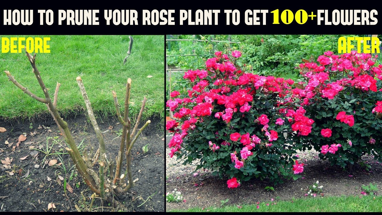 Do This And Get 500% More Flowers On Your Rose Plants (With Updates)