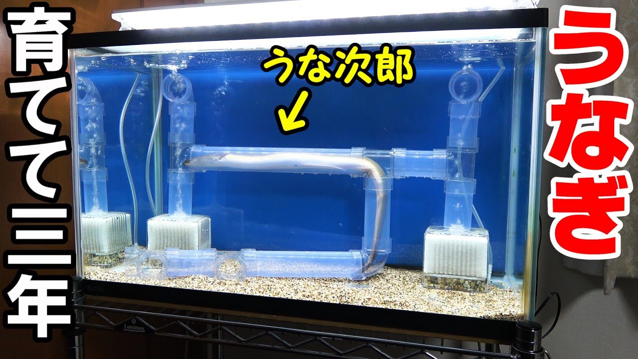 【うなぎ水槽】なつくとこうなる、透明パイプは楽しい！うな次郎３年経過！
