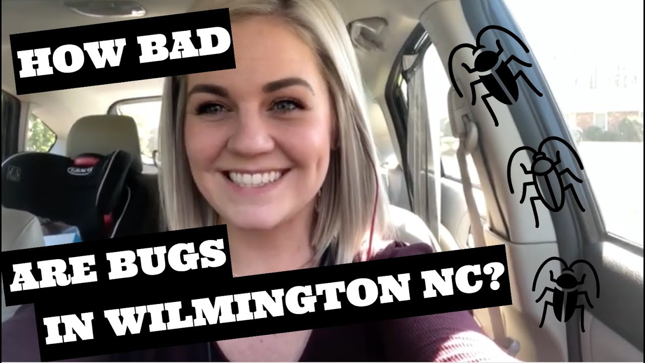Are the bugs bad in Wilmington? / Wilmington NC