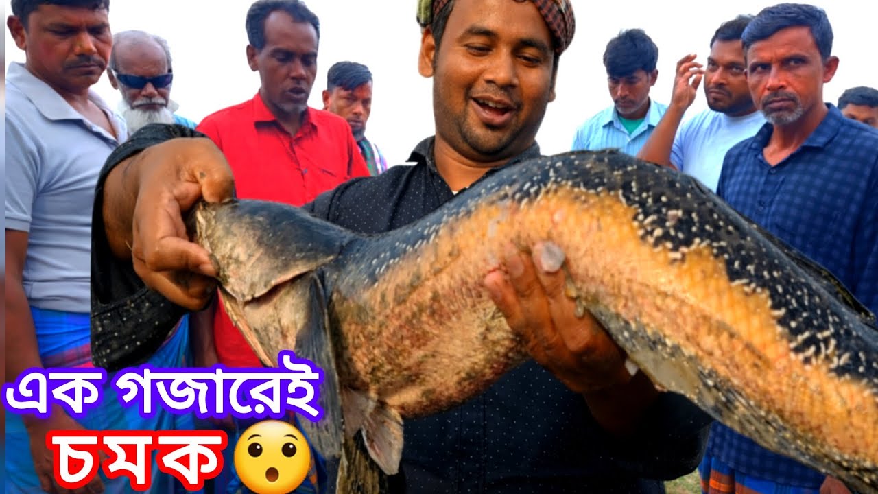 এত বড় গজার মাছ জীবনে দেখেননি! নিলামে মানুষের ভিড় 😱