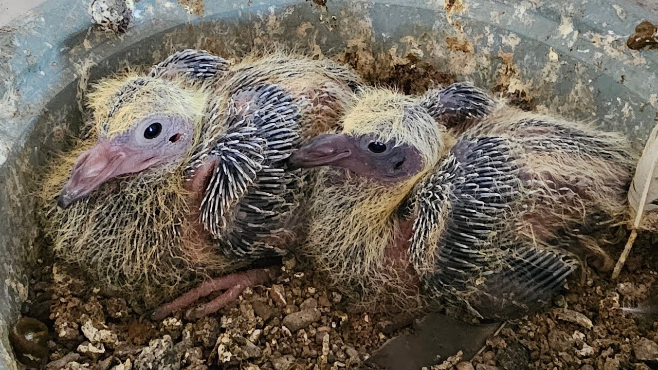 ❤️🕊🕊KGN pigeon loft Gautam  is live🕊🕊❤️