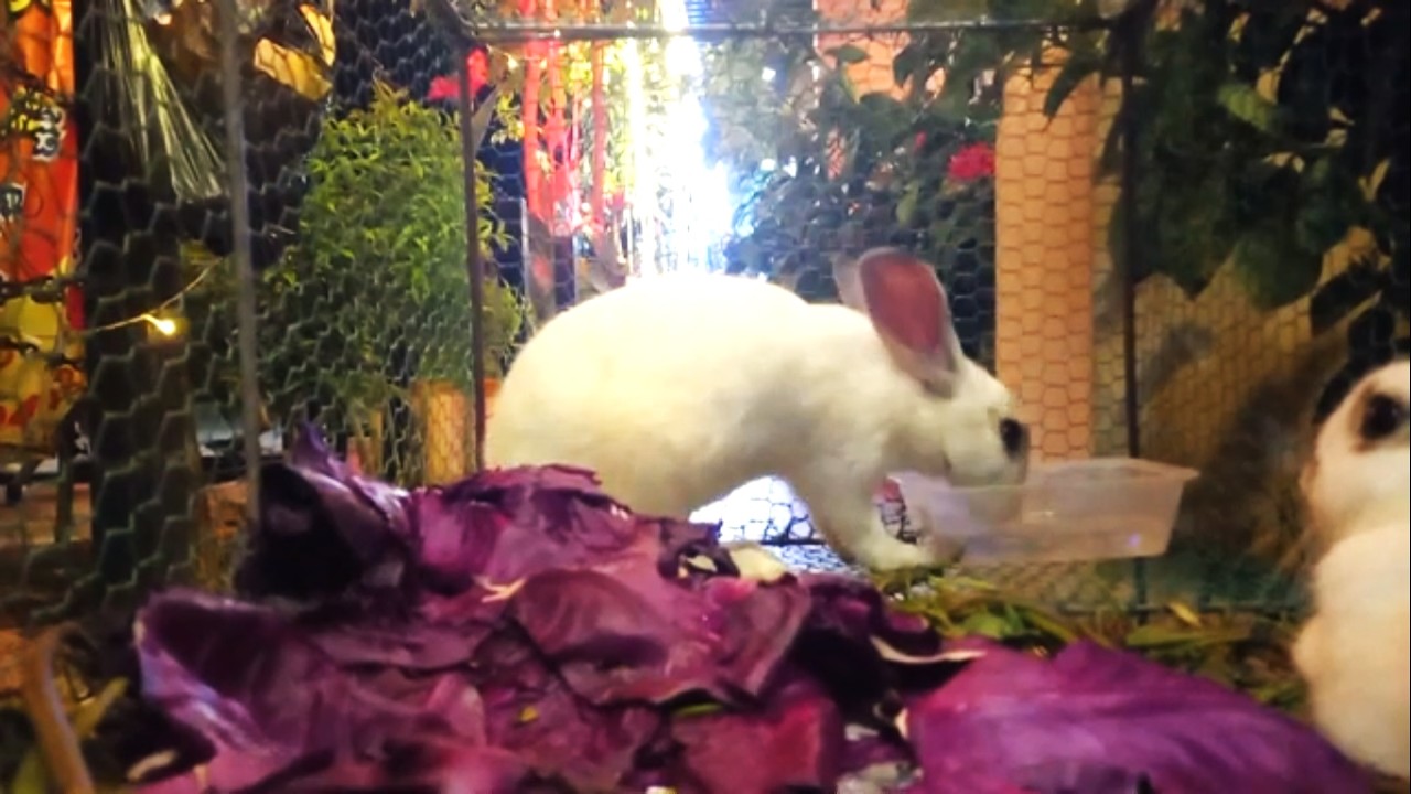 Driving to Have Dinner at a Pub and Seeing Two Cute Rabbits in a Cage