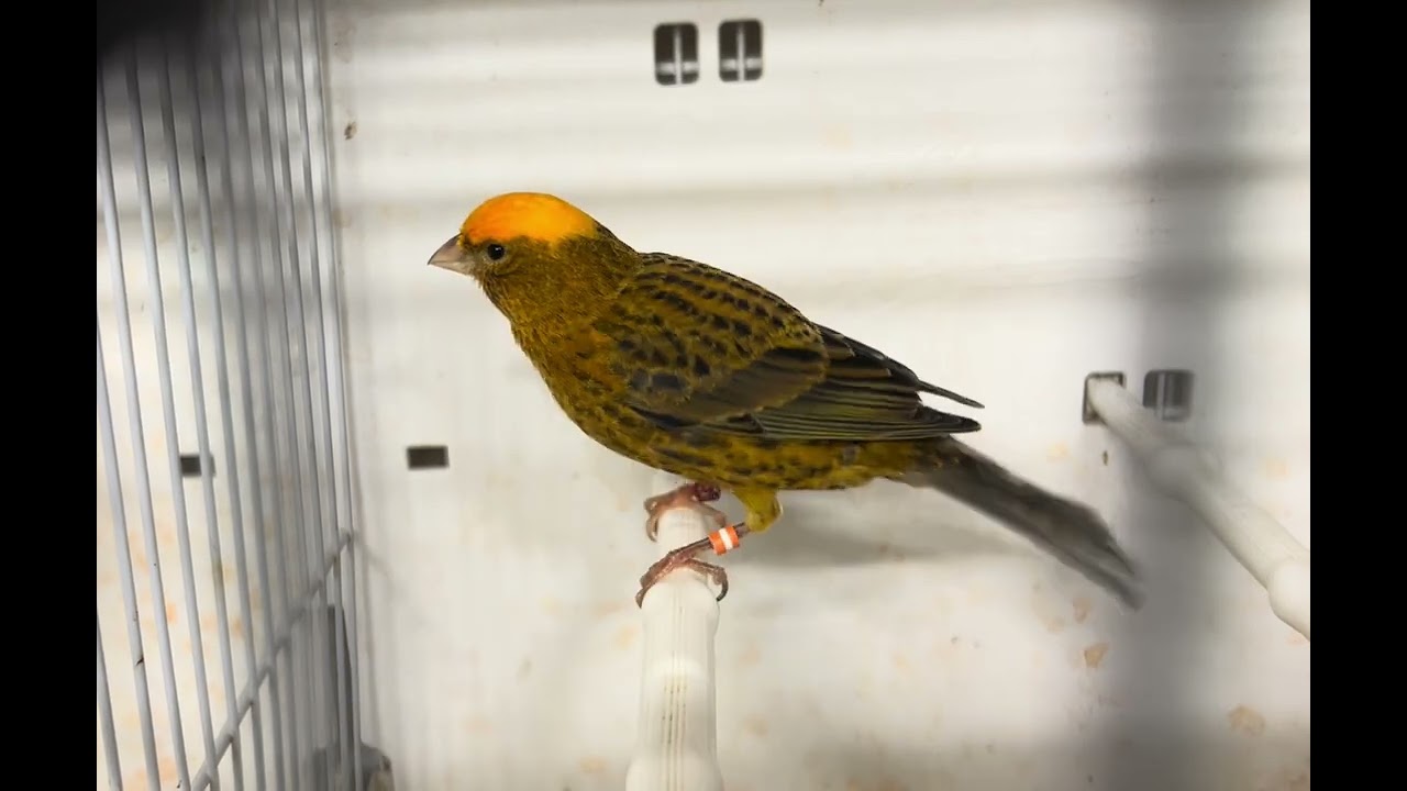 2024 Clear Cap Gold Lizard Canary male