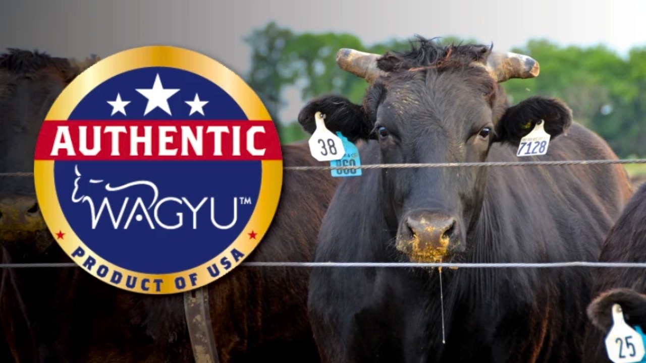 Discover the SECRETS of the LARGEST Wagyu CATTLE FARM in the USA – What they don’t tell you!