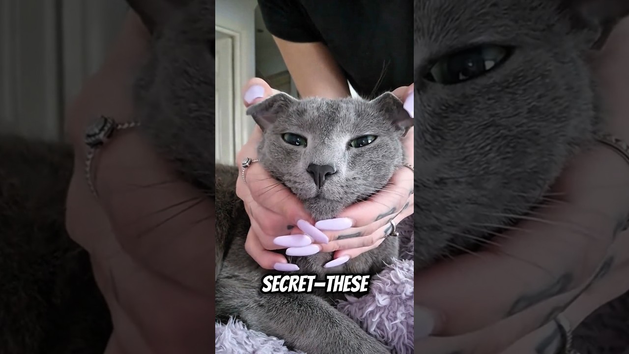 Why Russian Blue Cats Are the Ultimate Chill Buddies! 🐈‍⬛🐾 