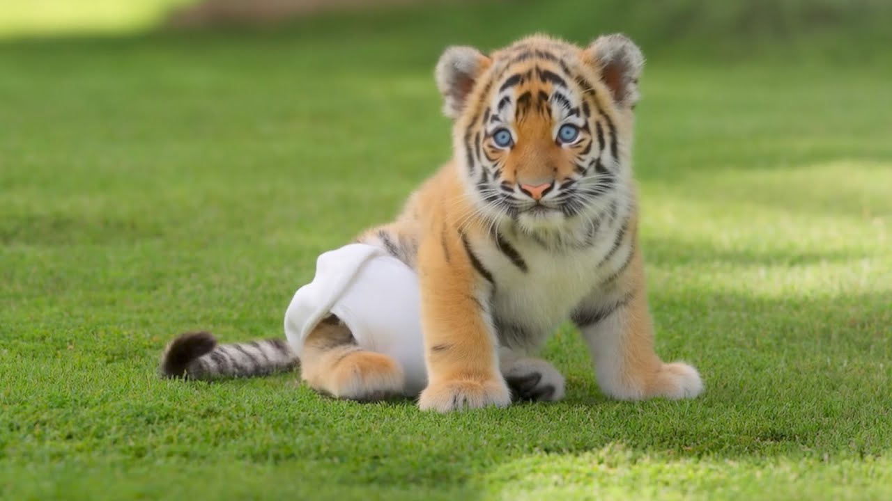 baby tiger song