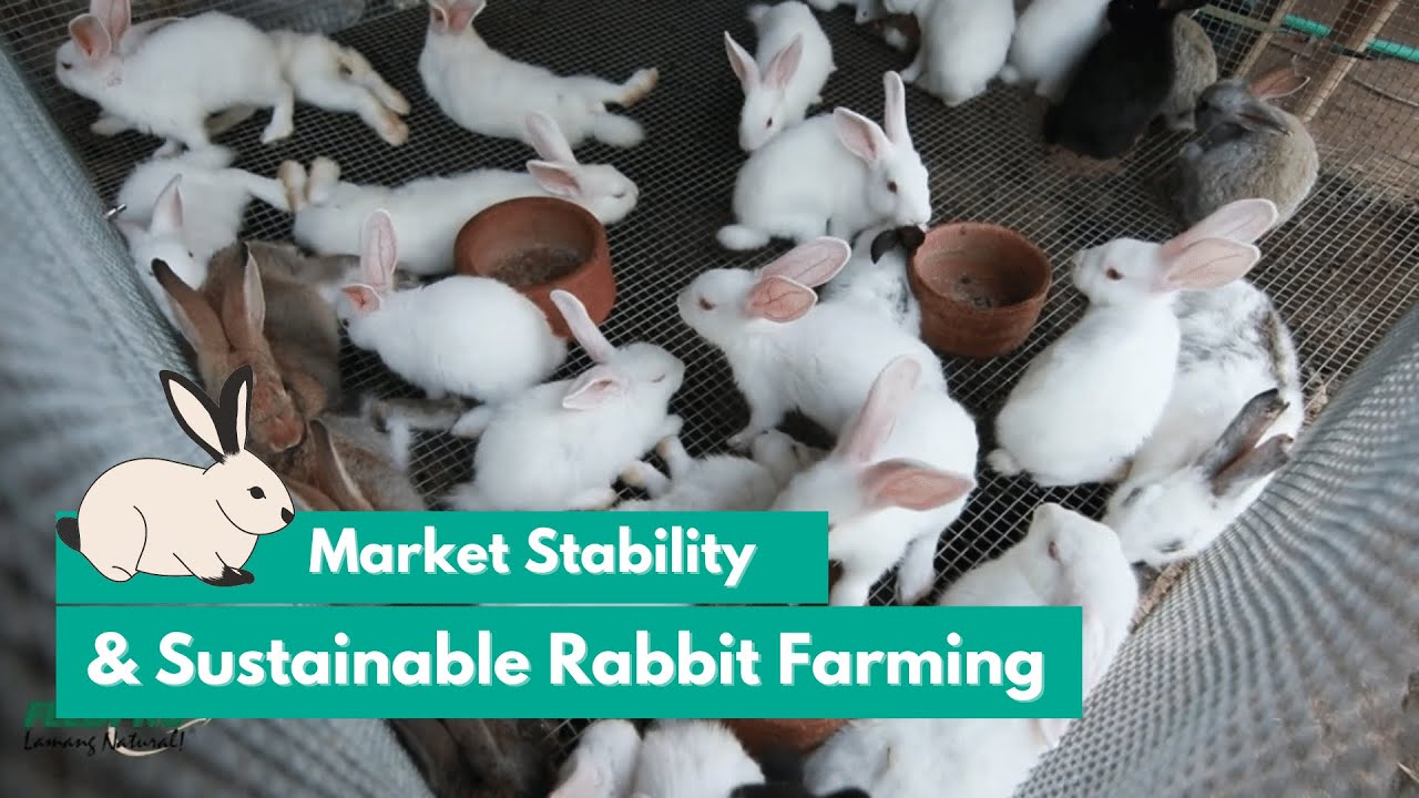 Feedpro - Market stability and sustainable rabbit farming ft RACONE