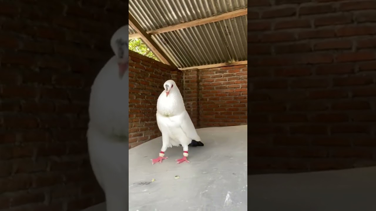 merpati penes sonteng