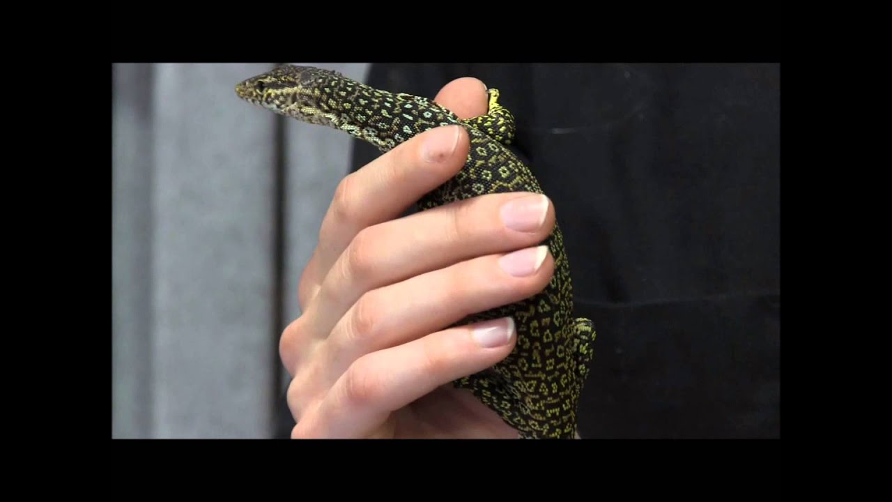 Blue Spot Timor Monitor