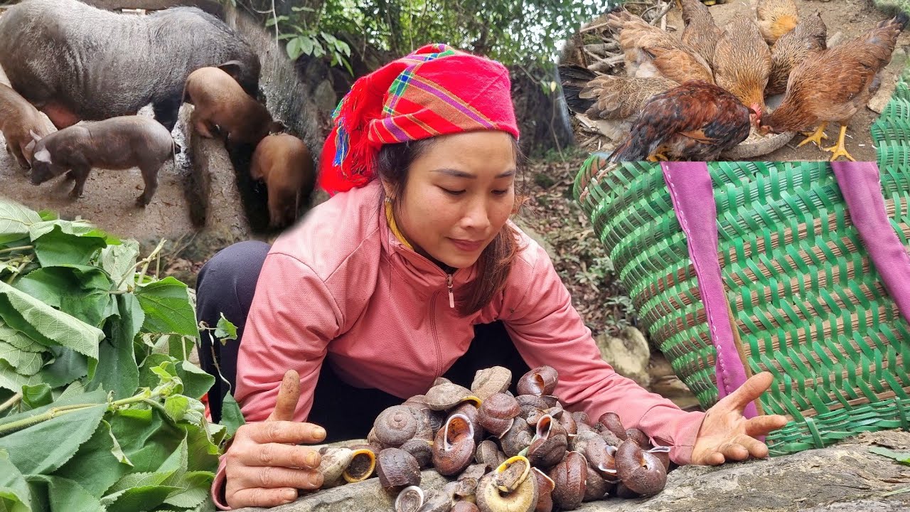 Full video: The livelihood of a single mother