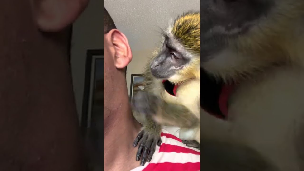 ASMR Monkey Grooming Spa Treatment