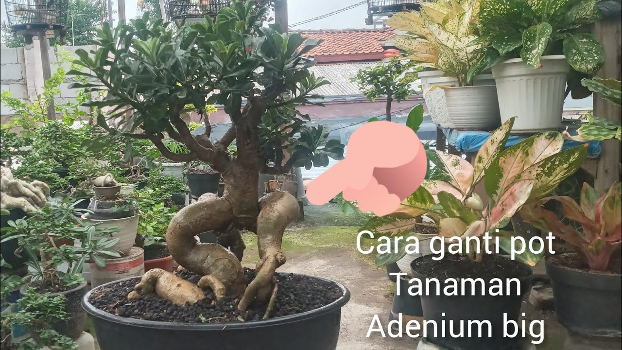 cara ganti pot adenium big