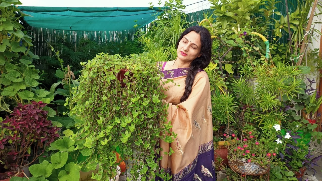 TURTLE VINE| low maintenance plant | Specially for working people, beginners| Best hanging plant |