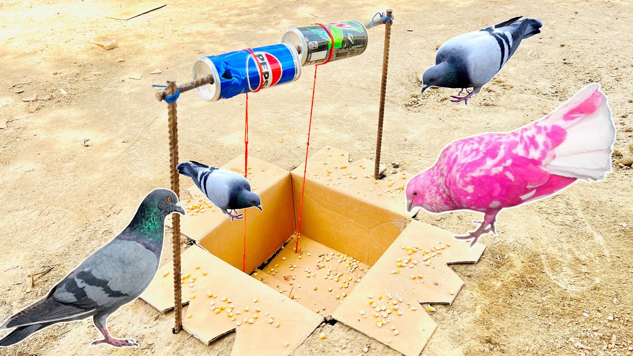 pigeon Birds Trap Using Teen Peack With Cardboard Box And Mudh Hole | @qbtraps