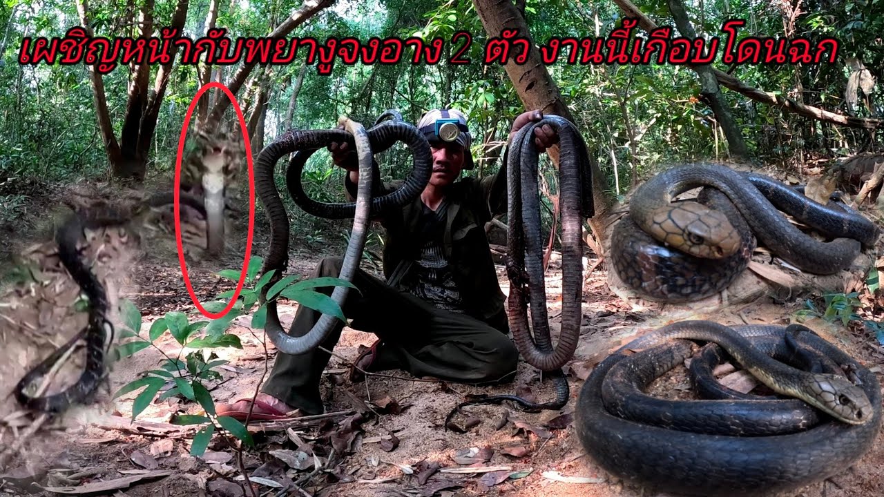 โอ้โหงานนี้บอกเลยว่าคุ้มเผชิญหน้ากับพญาจงอาง21 กุมภาพันธ์ ค.ศ. 2024