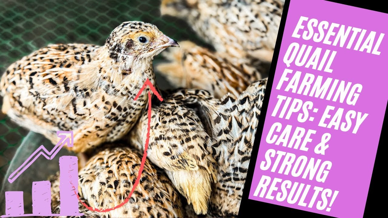 Essential Quail Farming Tips: Easy Care & Strong Results!#chicken #quailfarming #farming 