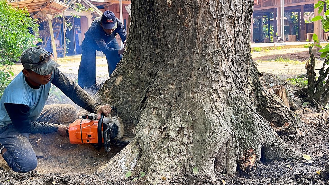 Stihl ms 881 & Husqvarna 3120 xp Vs Big tree in front of house.