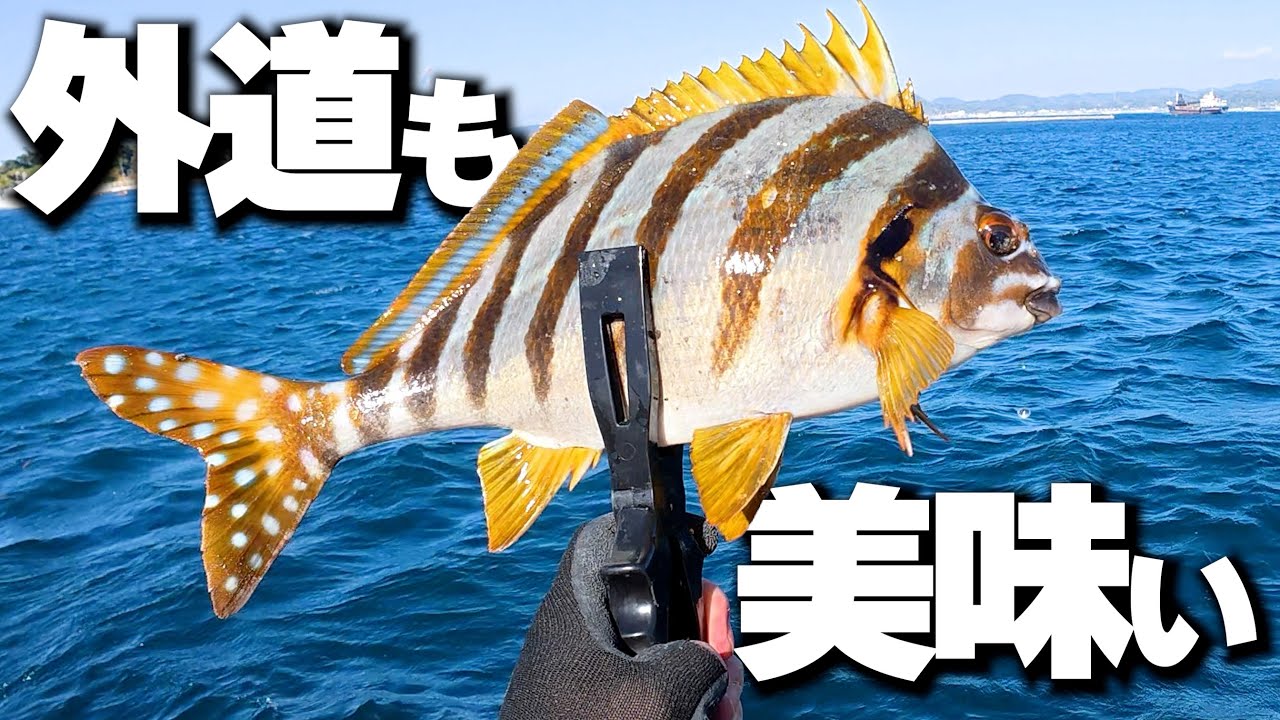 外道と呼ばれる磯臭い魚は、はたして美味しいおつまみにできるのか！？【魚とカクテル】12月・南房総