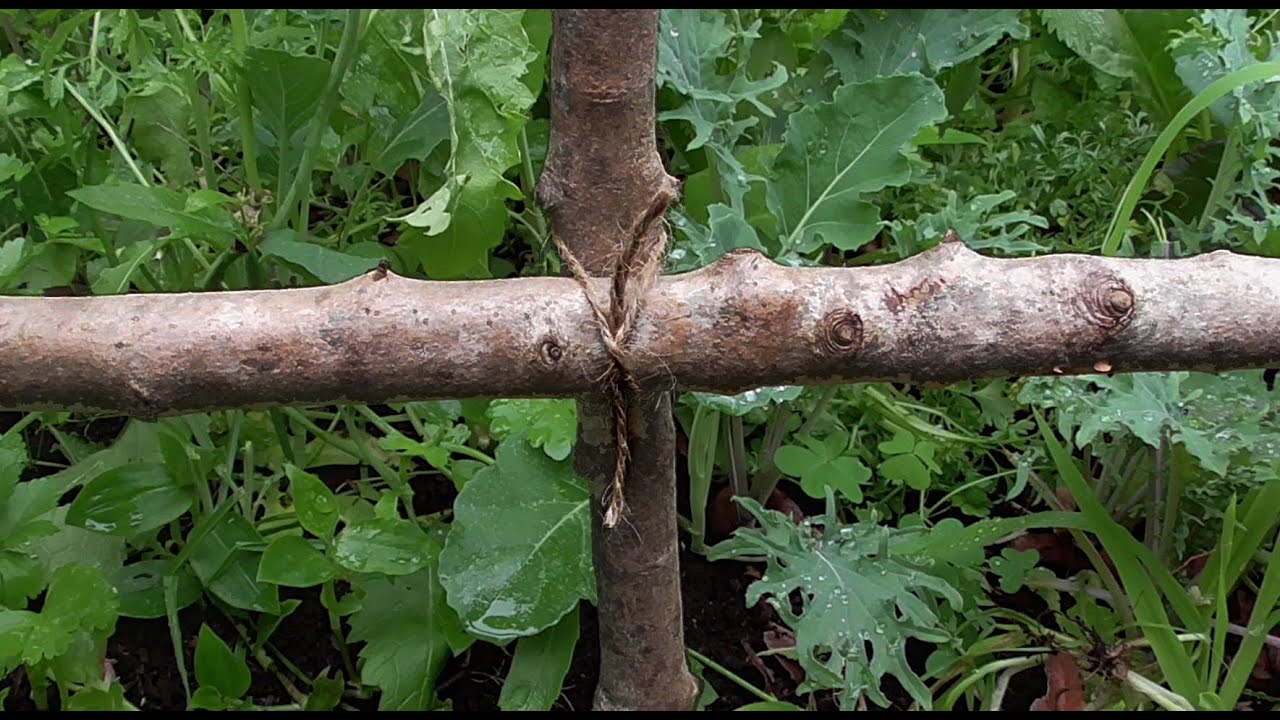 Gardening Knots - Easy DIY Trellis With A Transom Knot