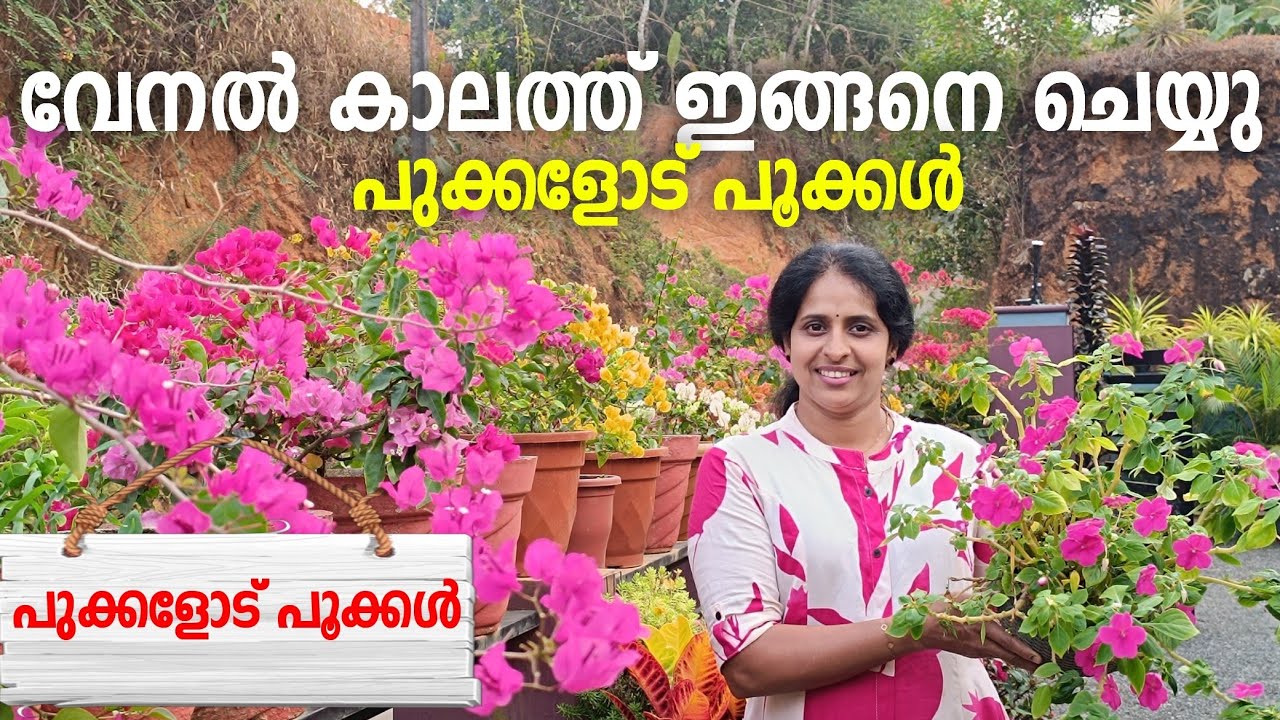 വേനൽക്കാലത്തും ചെടികളിൽ പൂക്കൾ വിരിയും super tips ♥️