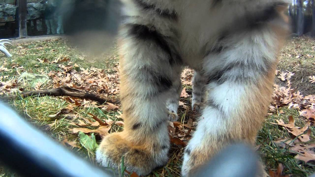 Adorable Tiger Cubs Sniff Smelly Camera
