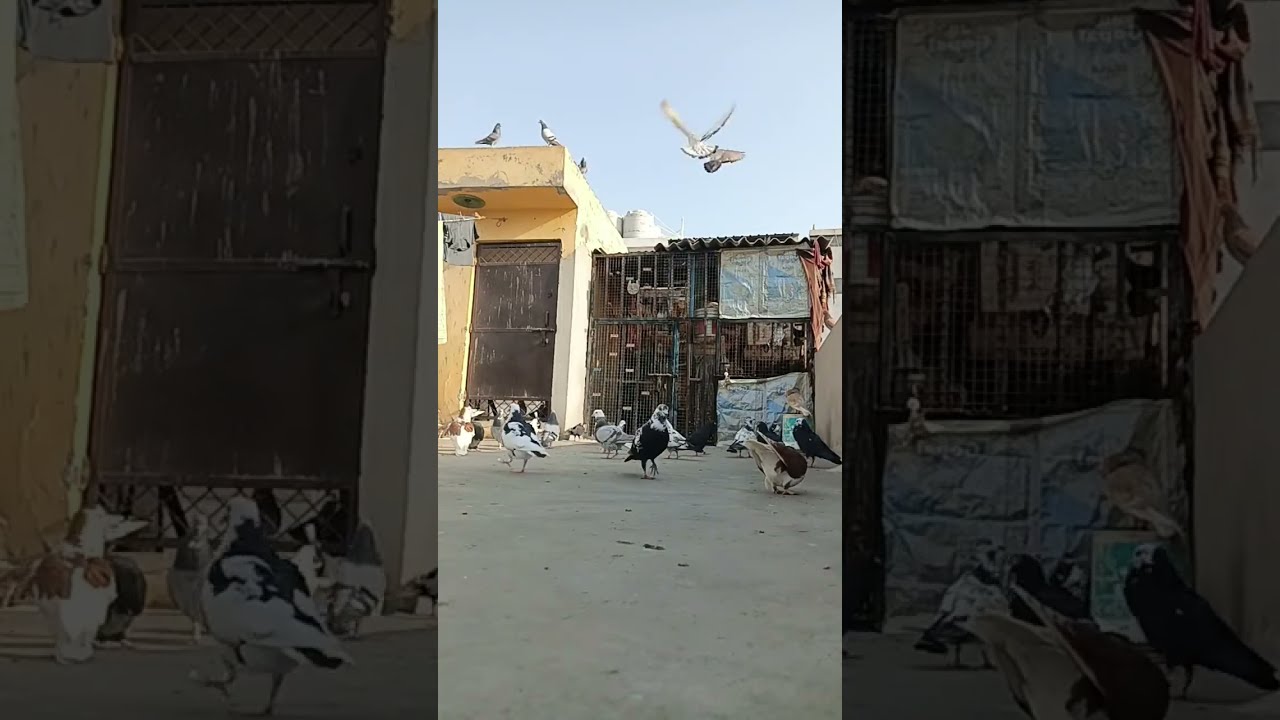Highlight 12:37 – 17:37 from kabuter bazi Ek shok is live
