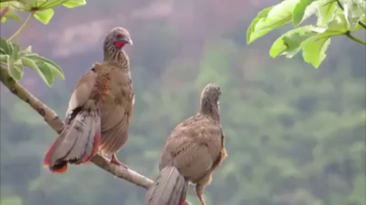 Chachalaca jaspeada 