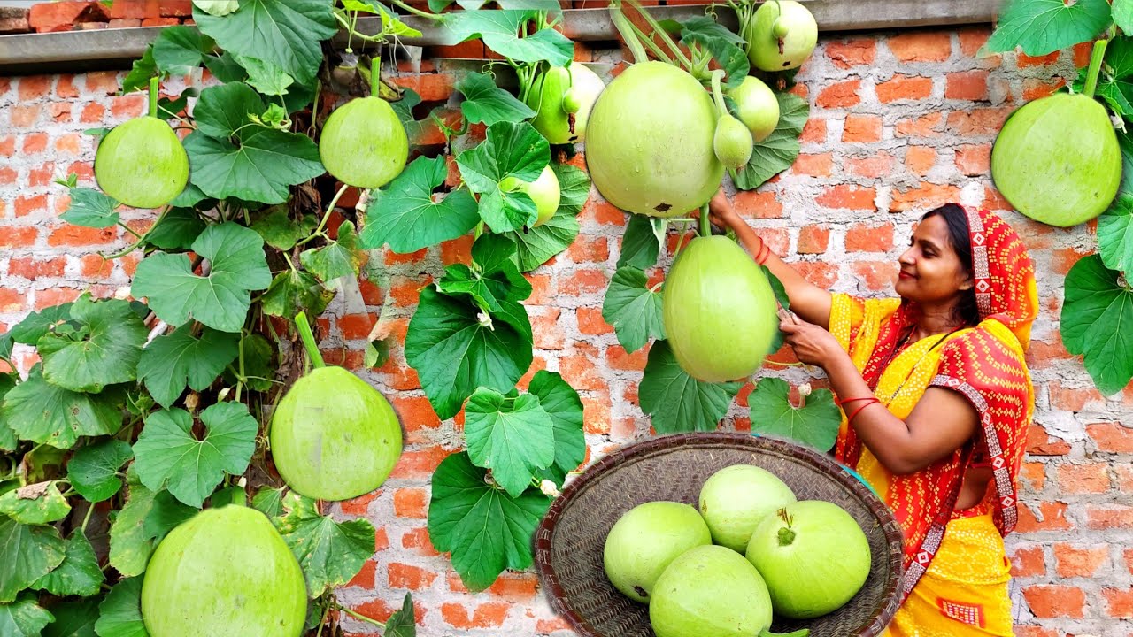 🤗बरसाती लौकी की ऐसी रेसिपी जिसे एक बार बना लो तो पूरा परिवार उंगलियां चाट चाट खाता है😋😋